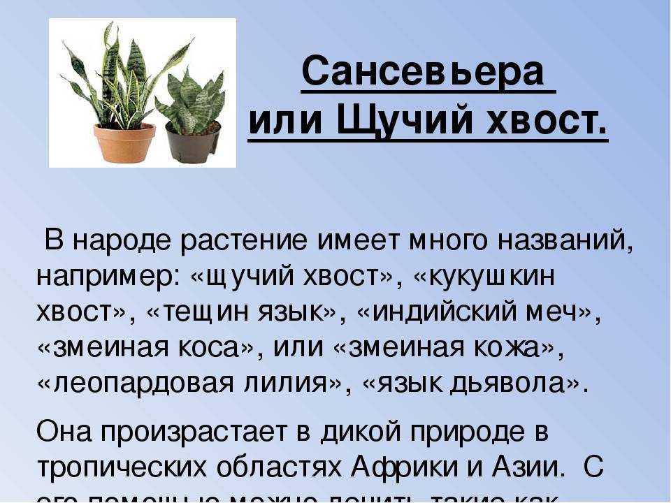 Цветок "тещин язык": фото, приметы, суеверия