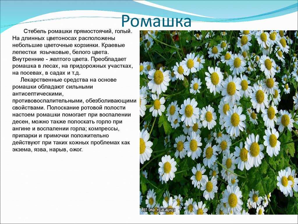 Рассказ о растении 2 класс окружающий. Доклад про ромашку. Описание цветка ромашки. Ромашка описание растения. Ромашка лекарственная описание.