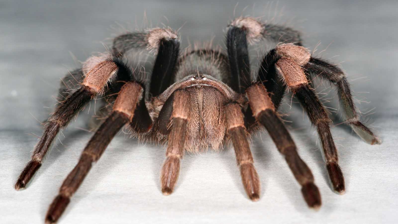 Видеть большого паука. Паук Терафоза Апофизис. Пауки тарантулы сон. Апулийский Тарантул. Приснился Тарантул.