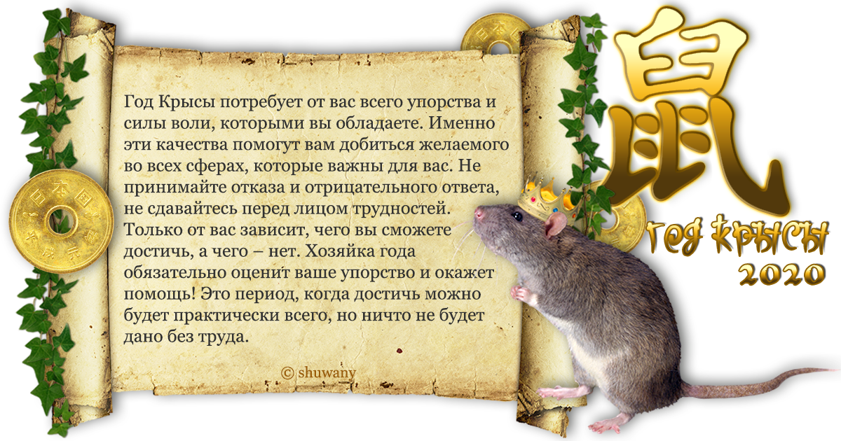 Рыба в год крысы. Год крысы характеристика. Крыса характеристика. Крыса характеристика знака. Крыса год рождения.