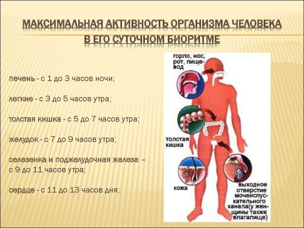 Биоритмы без секретов. анатомия биоритма