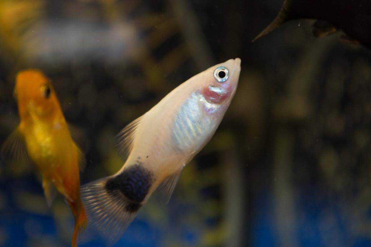 К чему снится аквариум с рыбками? толкование по 46 сонникам