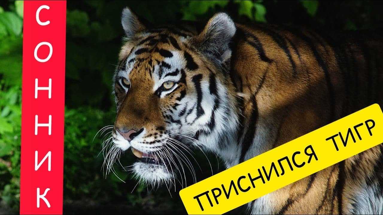 К чему снится тигр женщине. Тигр во сне для женщины. Приснилась женщина тигр. Видеть во сне тигра для женщины. Сновидение к чему снится Тигренок.