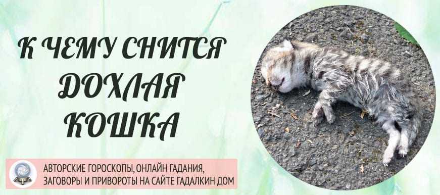 К чему снится мертвая собака: 7 толкований с учетом деталей сна - сонник: мертвая собака