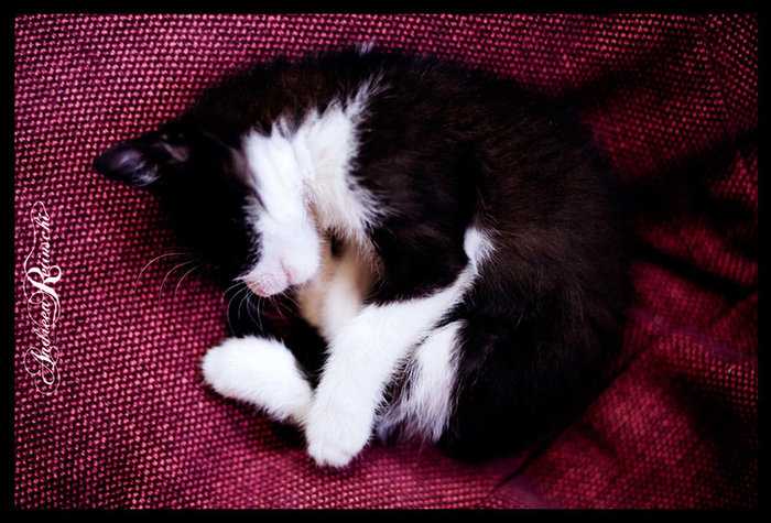 К чему снится черный кот 🐱 — 30 подробных толкований ❗ по сонникам: что означает для мужчины или женщины гладить, кормить или купать большого котика во сне