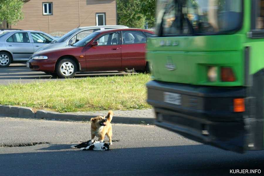 Почему кошки бросаются под колеса машины на дороге