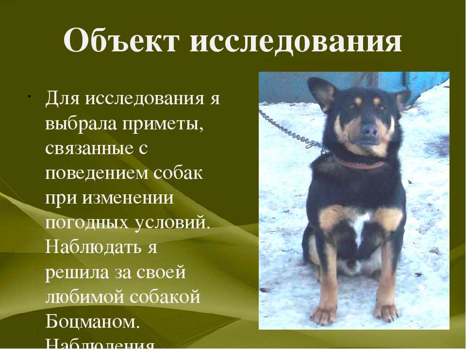 Народные приметы о погоде по растениям: как предсказать на основе наблюдений