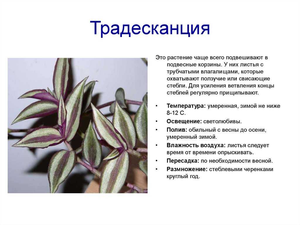 Традесканция в домашних условиях: как вырастить и ухаживать