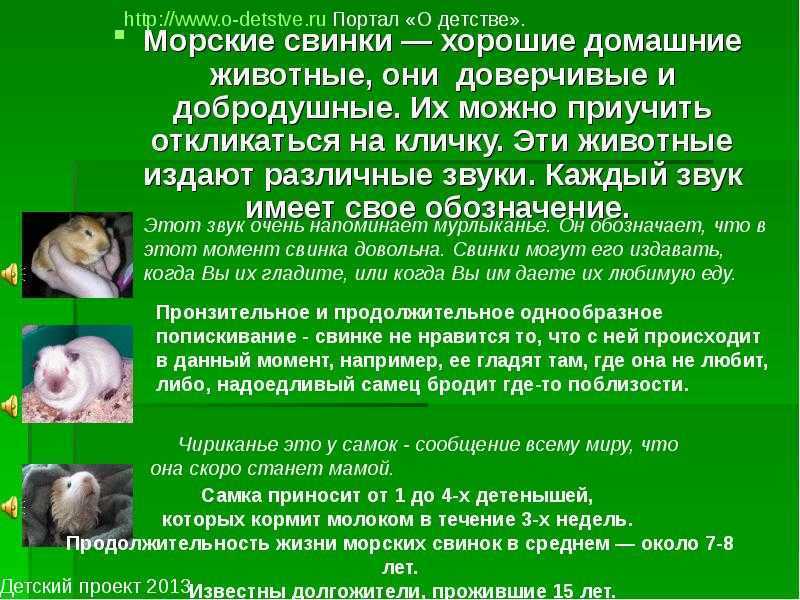 К чему снится морская свинка: женщине, девушке, беременной, мужчине – толкование по сонникам