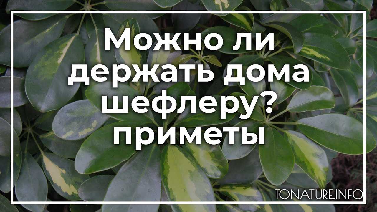 Шеффлера – приметы и суеверия, что приносит в дом, для женщин, можно ли держать, полезные свойства