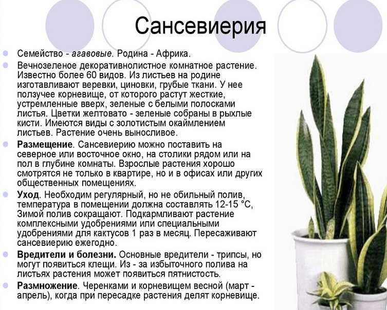Можно ли держать дома цветок тещин язык: приметы, суеверия, уход в домашних условиях и фото . милая я