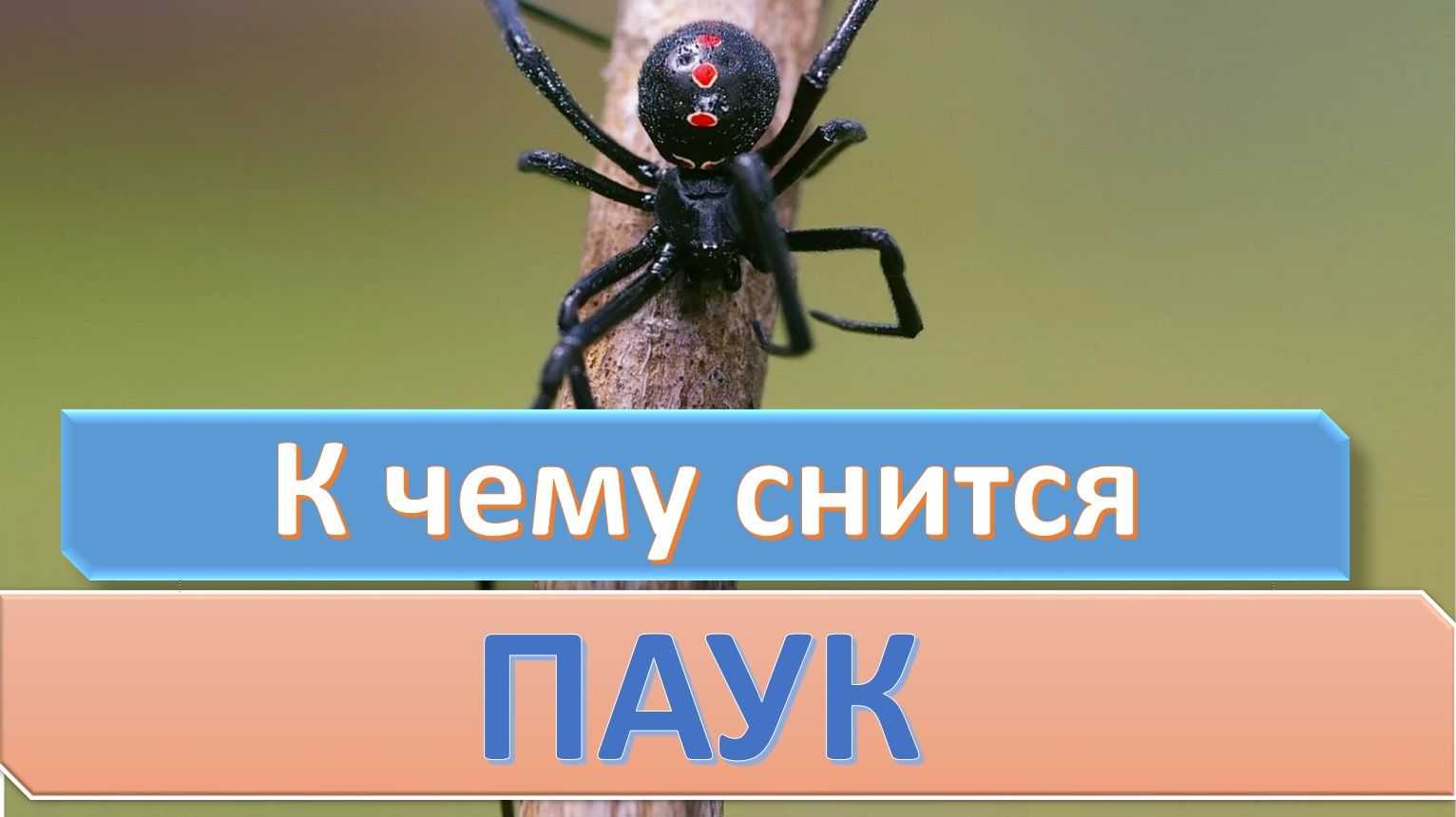 К чему снятся пауки: что значит, если черная вдова, тарантул укусил мужчину либо женщину за ногу, руку или палец во сне