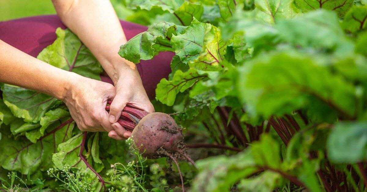 К чему снятся кабачки свежие и зеленые женщине