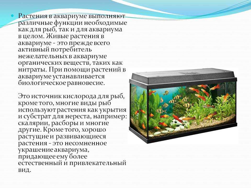Какие организмы живут в аквариуме 5 класс. Аквариум искусственная экосистема. Аквариум маленькая искусственная экосистема. Рыбы в аквариуме. Аквариум для презентации.
