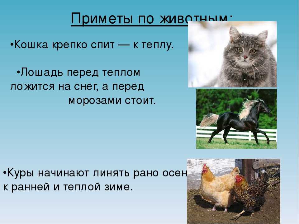 Приметы народов неживой природы. Приметы про животных. Народные приметы про животных. Народные приметы связанные с животными. Приметы погоды по поведению животных.