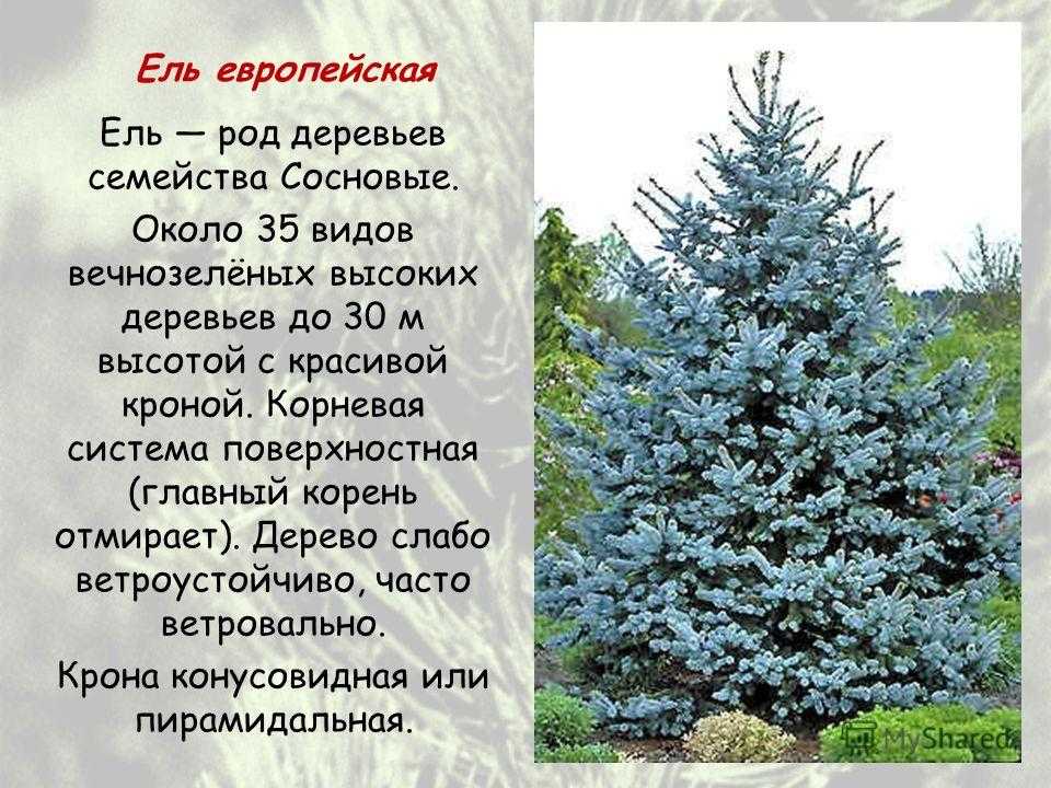 Ели текст. Ель обыкновенная голосеменное растение. Описание ели. Ель голубая описание. Ель краткая информация.