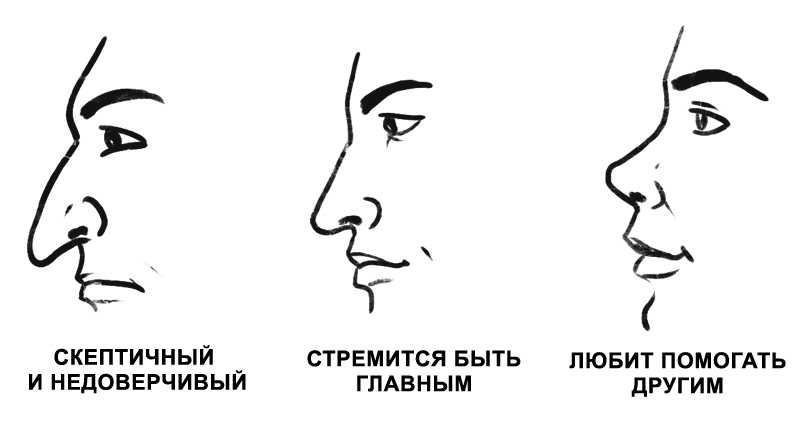 Виды носов. Физиогномика. Физиогномика лица. Физиогномика картинки. Физиогномика лица в картинках.