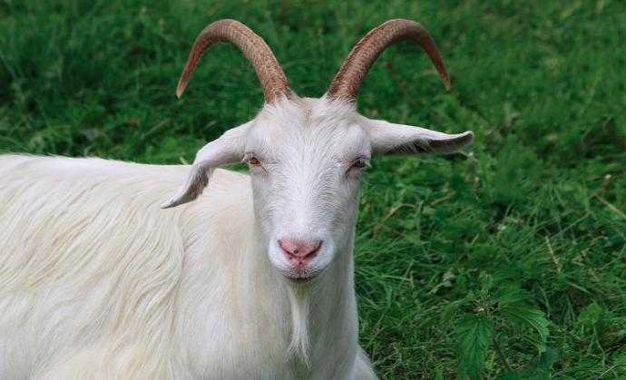 К чему снится белая коза: что это значит, с рогами, без рогов, бодается, с козленком, кормить, убить