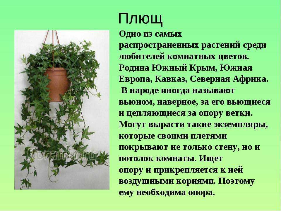 Как расположить орхидею в интерьере