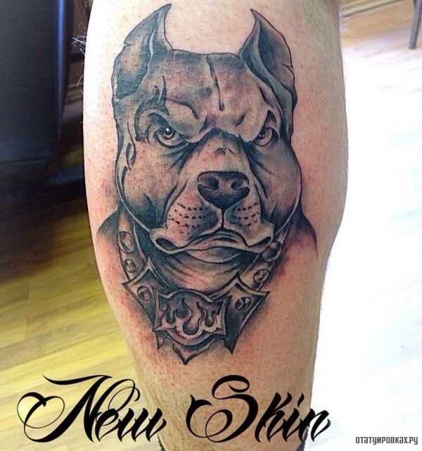 Tattoo • значение тату: питбуль