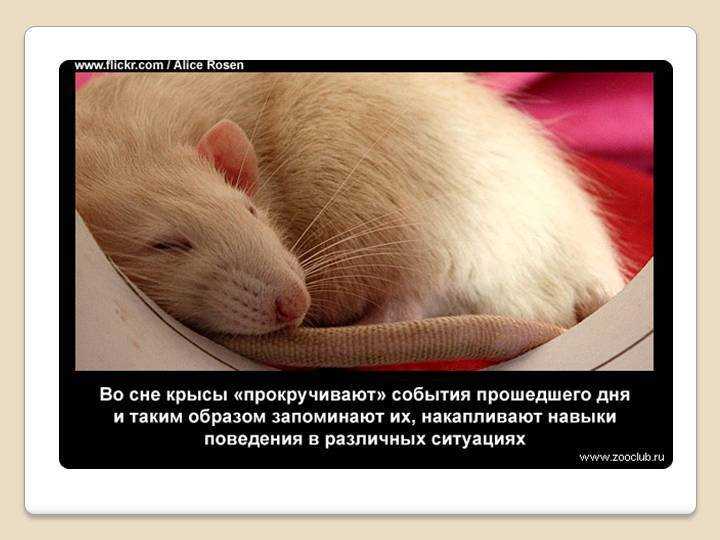 Укус мышей сон. К чему снятся крысы. Интересные факты о крысах.