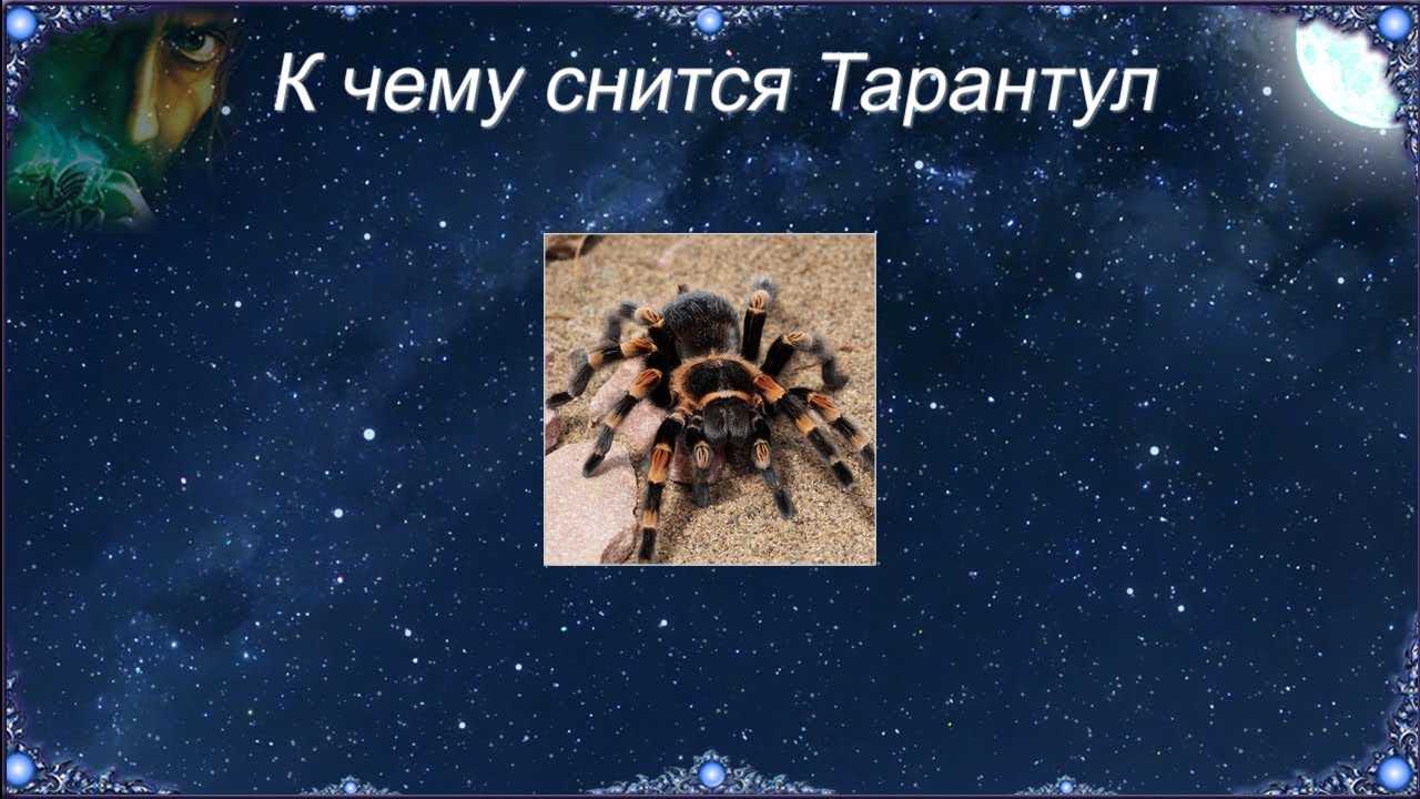 Сонник: паук, к чему снится паук во сне приснился
