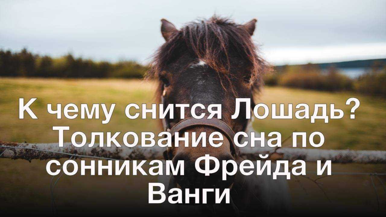 Сонник видеть лошадь. Снится лошадь. Сонник к чему снится лошадь. Приснилась лошадь во сне. К чему снится конь лошадь.