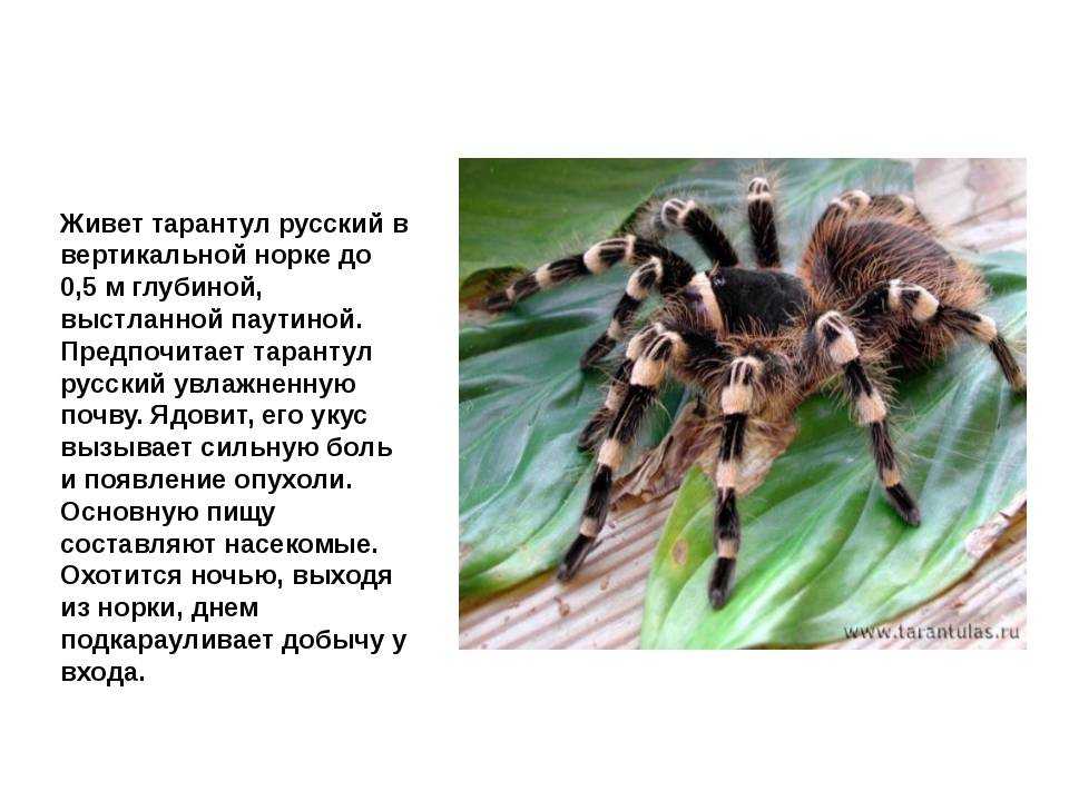 К чему снится тарантул черный