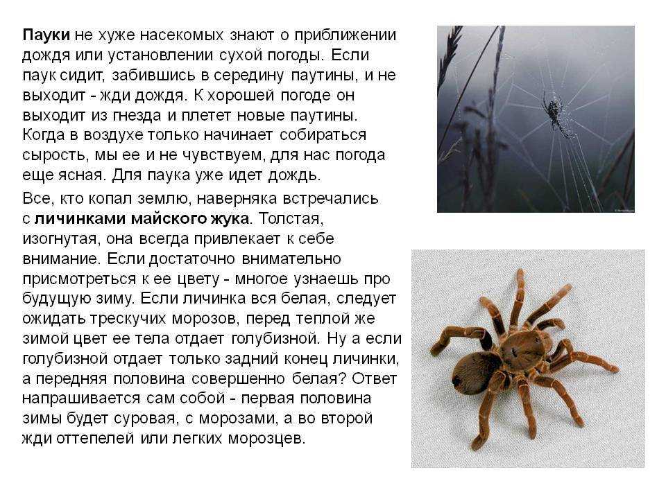 Увидеть паука: приметы и их значения