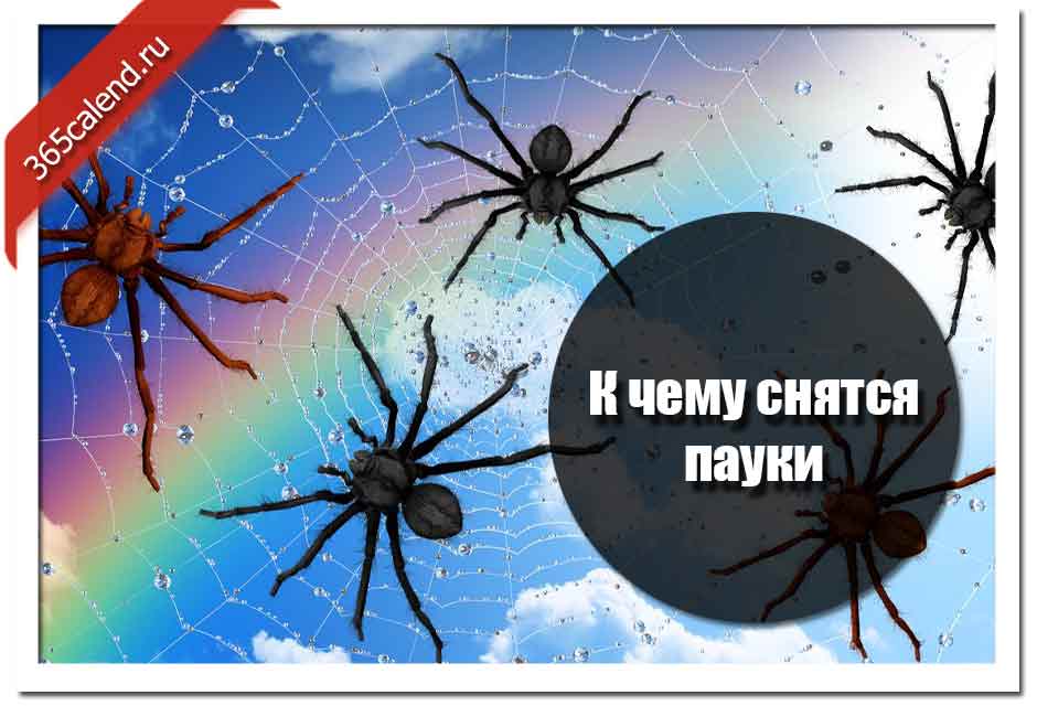 К чему снится белый паук: значение и толкование сна - tolksnov.ru