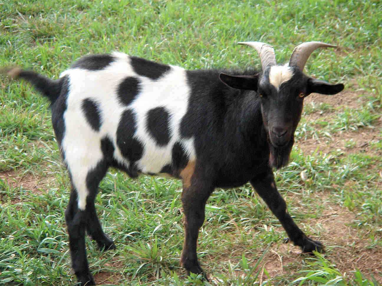 Характеристика рожденных в год козы: сильные и слабые стороны знака
