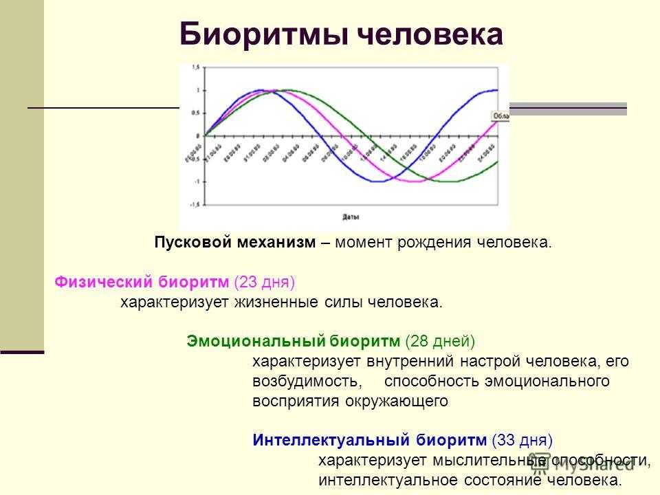 Биоритмы человека