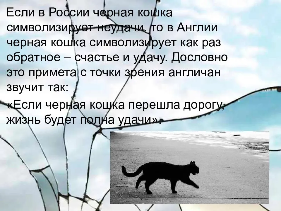 К несчастью то ж бывает. Черная кошка суеверие. Примета черный кот перешел дорогу. Приметы и суеверия. Черная кошка примета.