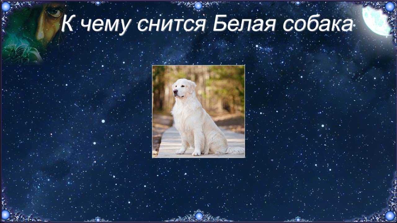 Сонник снится белая собака