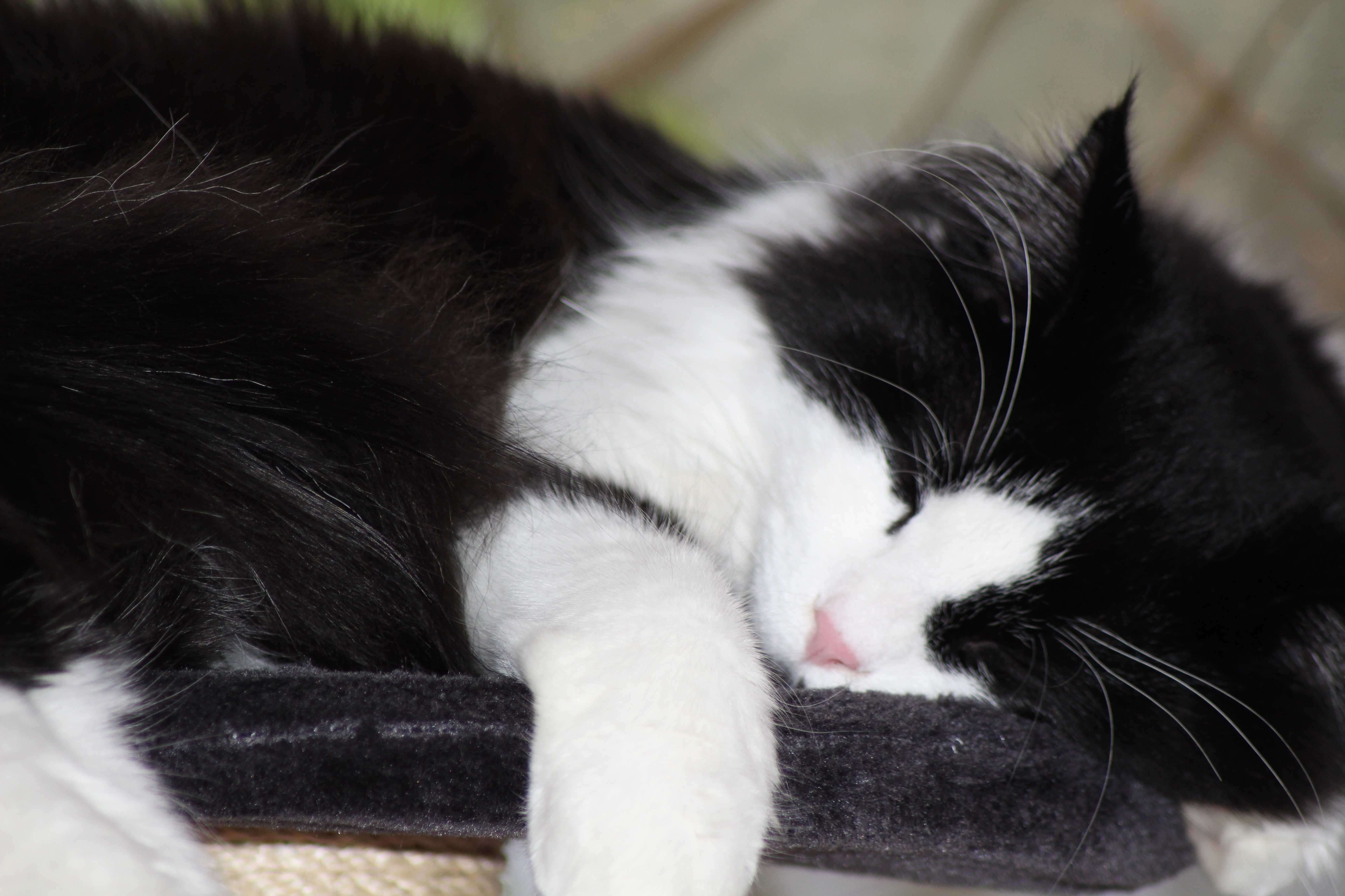 К чему снится чёрный кот: ждать ли беды? основные толкования — к чему снится чёрный кот: домашний или дворовый