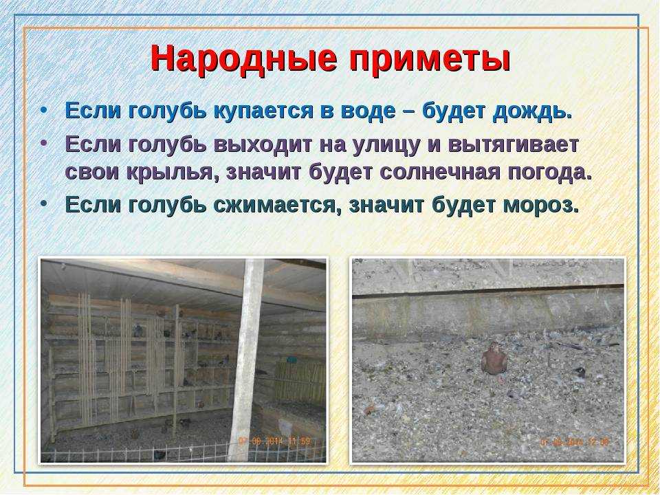 Голубь ударился о закрытое окно и улетел: значение приметы — суеверия