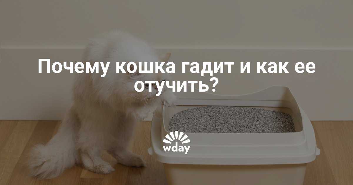 Народные приметы если кошка гадит на кровать примета