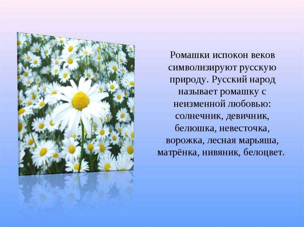 Вокруг каждого дома росли цветы маргаритки ромашки одуванчики составить схему предложения