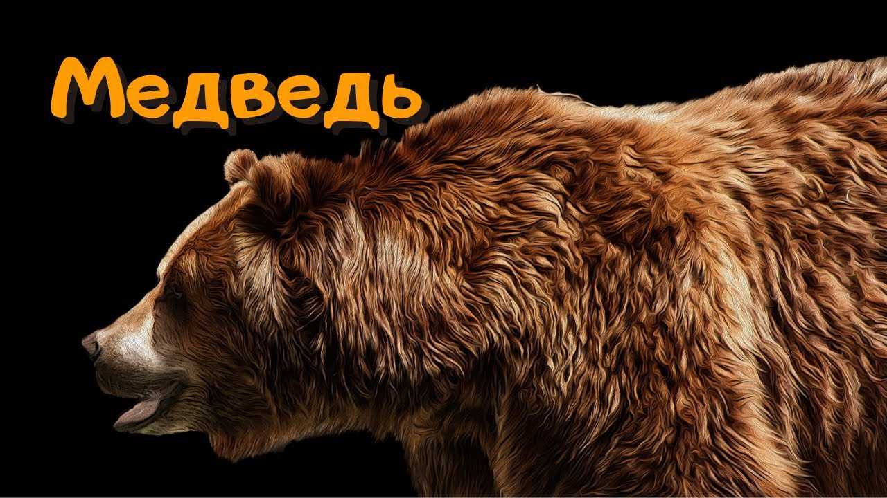 Приснился медведь. К чему снится медведь. К чему снится медведь мужчине.