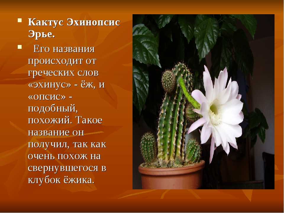 Рассказ про кактус 2 класс. Кактус домашний Родина растения. Родина кактуса комнатного растения. Родина цветка кактуса домашнего.