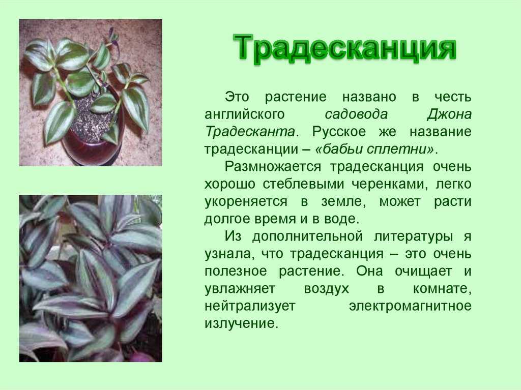 Цветок рео – фото, уход в домашних условиях, приметы