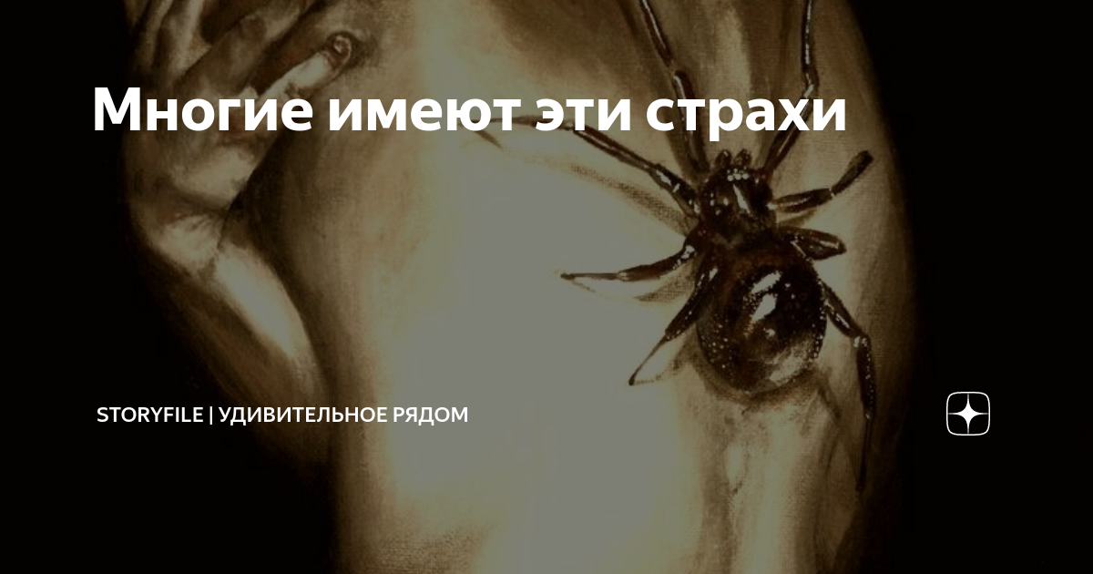 К чему снится большой чёрный паук: размер и действия огромного мохнатого насекомого во сне