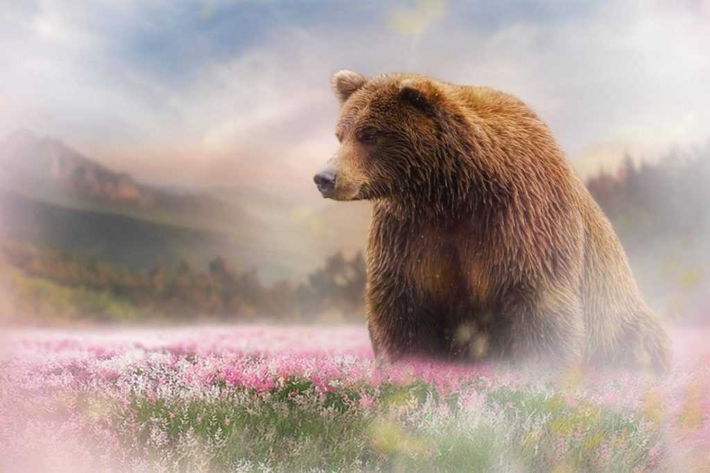 Чему снится медведь женщине замужней большой. Картина на холсте медведь. Медведь картинки красивые. Медведь с медвежонком во сне. Холст с мишками баннер.