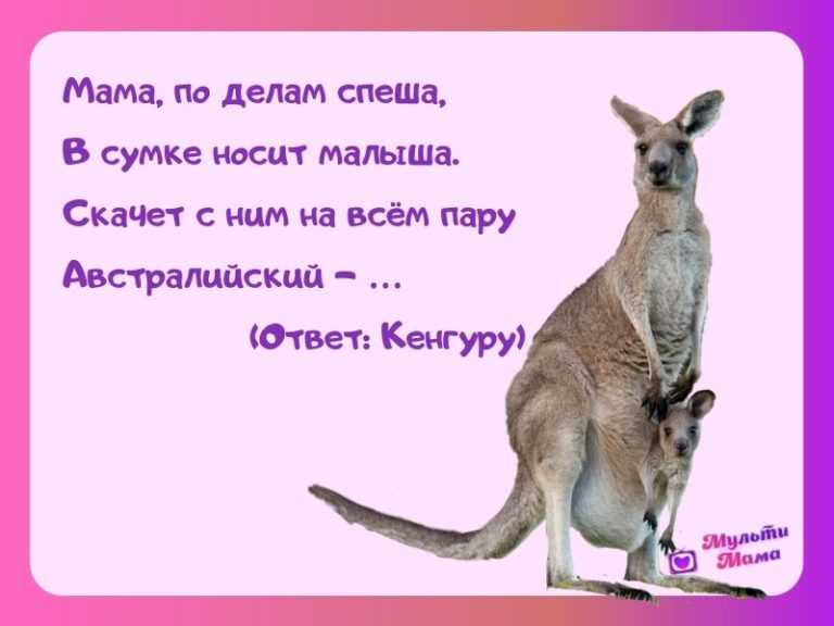 Кенгуру: описание, повадки, виды, фото