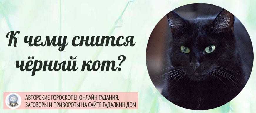 К чему снится черный котенок — 50 значений сна для женщин и мужчин